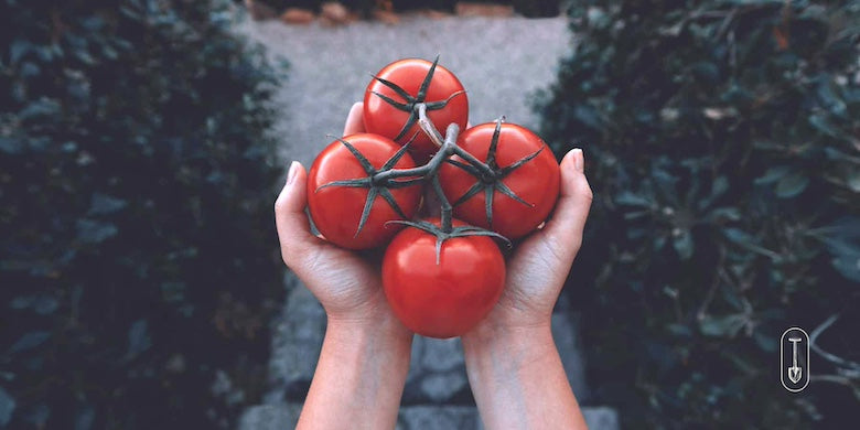 files/Banner_Mobile_780x400_Tomatoes_in_Hands.jpg