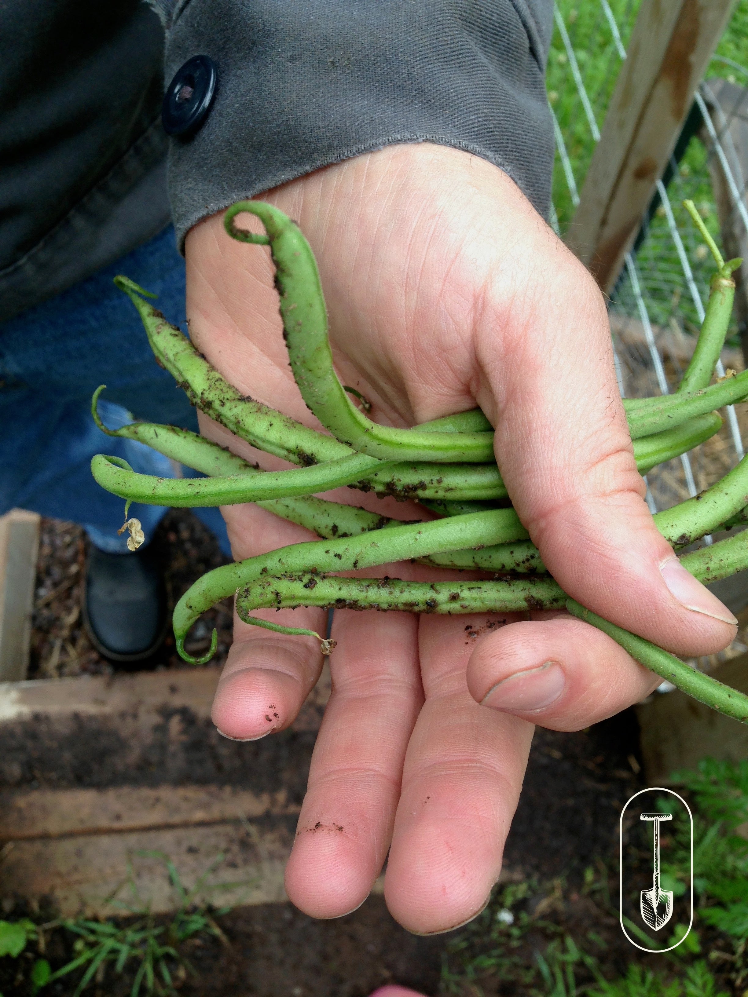 Man's hand holding green beans